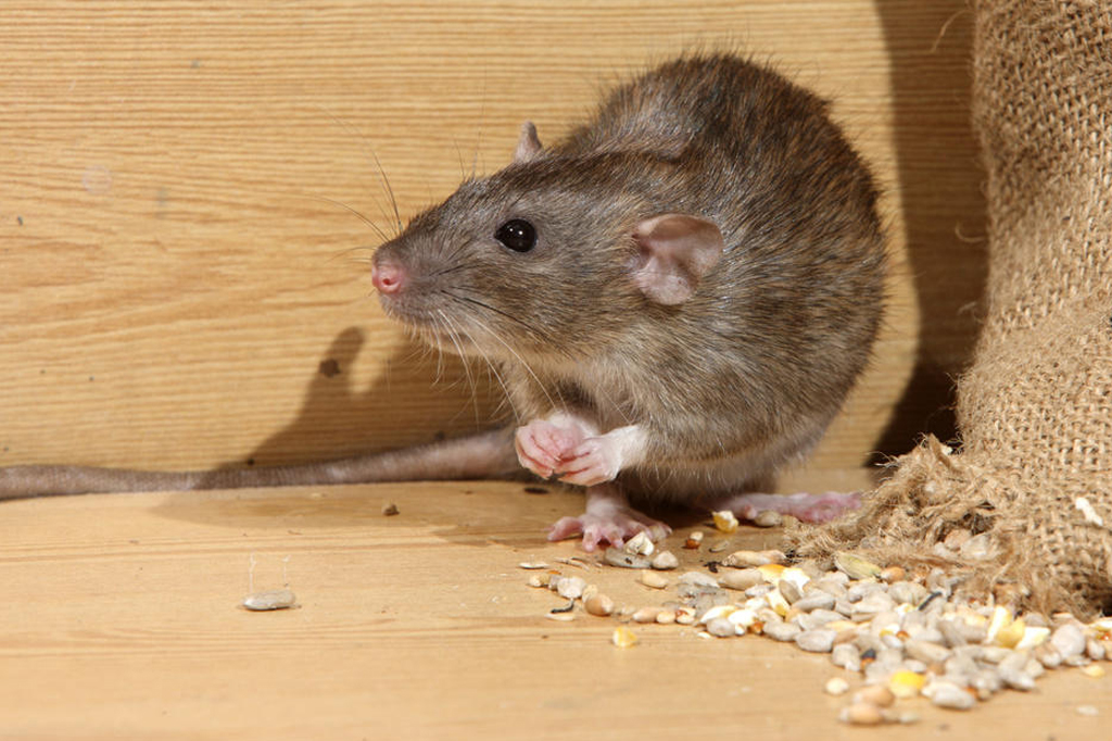 Rat Control : Identifying and Eradicating Rat Infestations